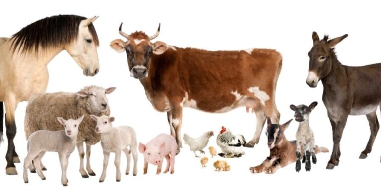 ᐈ Pecuaria ≫ Tipos - Características y Mucho más....