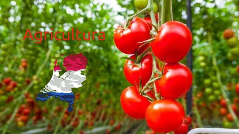 agricultura-en-holanda