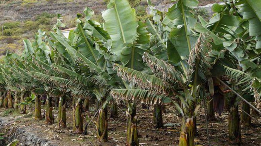debilidades-de-la-agricultura-en-el-tropico